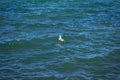 A lone seagull floating on the sea surface under the sunlight Royalty Free Stock Photo