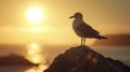 A lone seagull perched on a rock its stunning silhouette against the bright sun flare creating a pictureperfect moment Royalty Free Stock Photo
