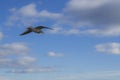 Lone Seagull Royalty Free Stock Photo