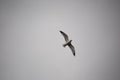 A Lone Seagull In The Sky Wings Spread Background Copy Space Royalty Free Stock Photo