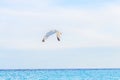 A lone seagull soars gracefully over the bright blue ocean under a cloudy sky Royalty Free Stock Photo