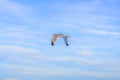 A lone seagull soars gracefully through a vast expanse of blue sky with wispy clouds Royalty Free Stock Photo