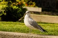 Lone seagull standing