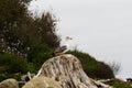 Lone Seagull Standing On Driftwood Log Overcast Sky