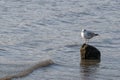 Lone seagull standing on a rock in the shallow waters of the East River