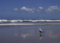 Lone seagull staring at the sea Royalty Free Stock Photo