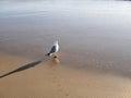 A lone seagull walking along the wet sand of a California beach. Royalty Free Stock Photo