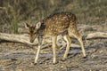 Spotted deer fawn in the forest of Ranthambore. Royalty Free Stock Photo