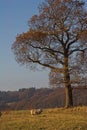 Lone sheep beneath autumn tree