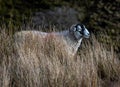 Sleepy Sheep standing in long grass