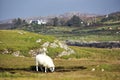 Lone sheep in Irish countryside with mountains and cottage Royalty Free Stock Photo