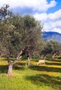 Lone sheep in olive tree field Royalty Free Stock Photo