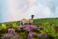 Lone sheep ram with horns stood alone in Peak District countryside with purple wild heather green foliage looking towards camera