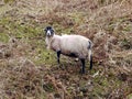 Lone sheep on really scrappy ground