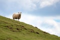 a lone sheep separated from the flock on a hill