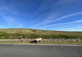 Lone sheep on, Slaidburn Road, Waddington, UK