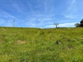 Lone sheep, in a sloping pasture in, Ingleton, Carnforth, UK