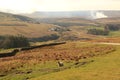 A lone sheep on baron moorland