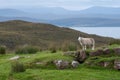 Lone sheep stands on a rocky outcrop in the countryside of the Scottish Highlands, north of Ullapool, in north west Scotland.