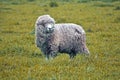 Adult sheep staring at camera in a rural farm