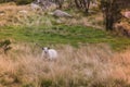 Lone sheep staring across the field in the meadow