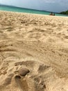 A lone shell on the sand