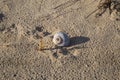 A lone shell washed ashore Royalty Free Stock Photo