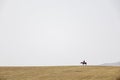 Lone shepherd on a hill grazes a huge flock of sheep and small rams in meadow. Autumn landscape with animals. Farming