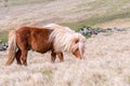 A lone Shetland Pony grazes on tall grass on a Scottish Moor on