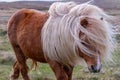 A lone Shetland Pony has his long, shaggy mane blown around in the wind