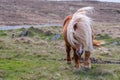 A lone Shetland Pony walking on grass near a singletrack road on