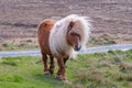 A lone Shetland Pony walking on grass near a singletrack road on