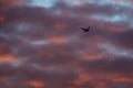 Lone Silhouetted Goose Flying in the Beautiful Sunset Sky