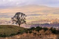 A lone silhouetted mature tree on a hill in front of distant Highlands