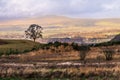 A lone silhouetted mature tree on a hill in front of distant Highlands