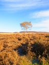 A lone Silver Birch stands amongst golden ferns in an autumnal Derbyshire landscape