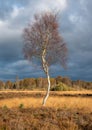 Lone Silver Birch Tree dark sky