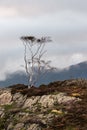 Lone silver birch tree on Holme Fell, a fell in the English Lake District in Cumbria England - located close to Coniston Water Royalty Free Stock Photo