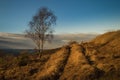 Lone Silver Birch tree in the late afternoon winter sun.