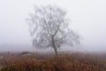 Lone Silver Birch on a wet and foggy winter morning