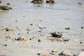 Lone silver gull bird wading by a rocky shore on a sunny day Royalty Free Stock Photo