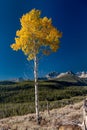 Lone single autumn Aspen tree in the Idaho mountains