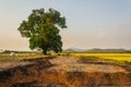 Lone/Single isolated tree countryside Landscape, Landscape depicting loneliness and strength character,