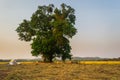 Lone/Single isolated tree countryside Landscape, Landscape depicting loneliness and strength character, Agricultural landscape