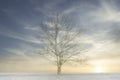 Lone single one tree in white winter fog scene for peace tranquility and mindfulness and low sun light with blue sky at sunset