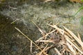 A lone single small frog at the corner of the frame standing still on the top of brown bamboo leaves