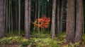 Lone single tree with red leaves in a pine forest during fall