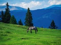 Lone single wild grey horse grazing on a hill with dramatic blue cloudy sky on a summer green meadow