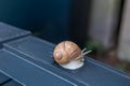 Lone Slow Snail on Ledge Royalty Free Stock Photo