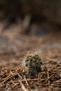 Lone, small cactus sits in a vast and open field Royalty Free Stock Photo